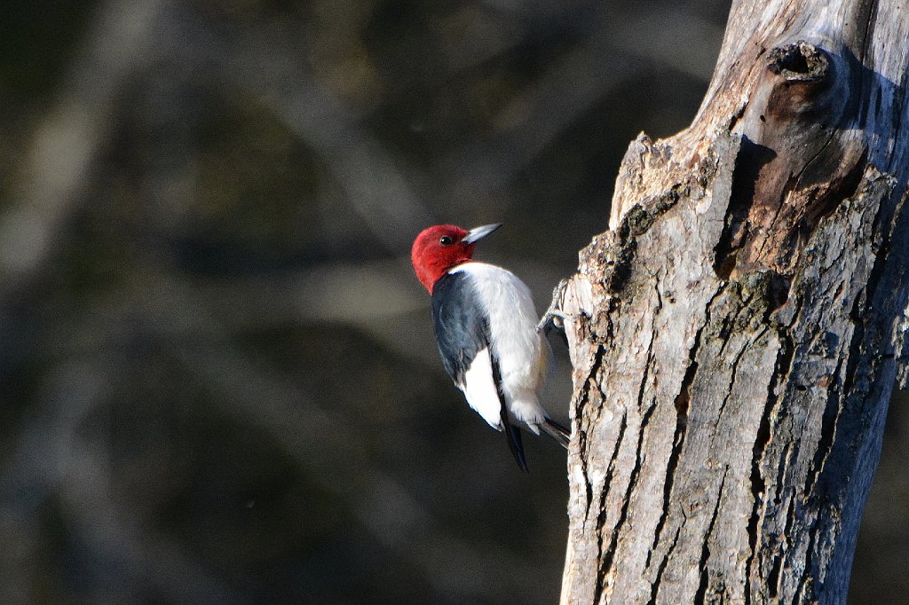 Woodpecker, Red-headed, 2016-05118499 Broad Meadow Brook, MA.JPG - Red-headed Woodpecker. Broad Meadow Brook Wildlife Sanctuary, MA, 5-11-2016